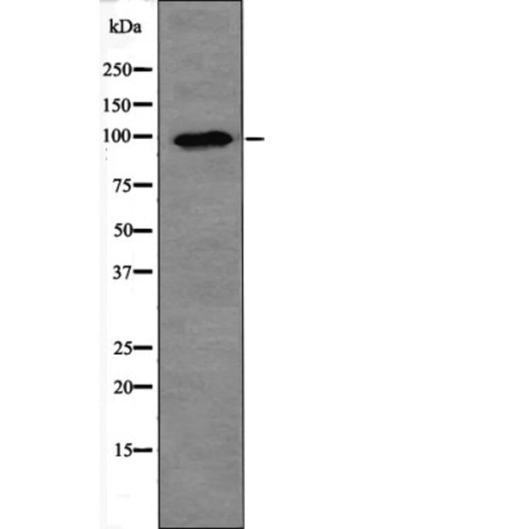 Western blot - PKD2 (Phospho-Ser812) Antibody from Signalway Antibody (12460) - Antibodies.com