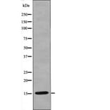Western blot - VAMP4 (Phospho-Ser30) Antibody from Signalway Antibody (12462) - Antibodies.com