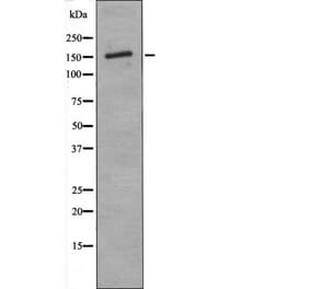 Western blot - ASK1 (Phospho-Thr838) Antibody from Signalway Antibody (12463) - Antibodies.com