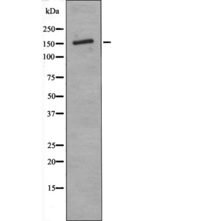 Western blot - ASK1 (Phospho-Thr838) Antibody from Signalway Antibody (12463) - Antibodies.com