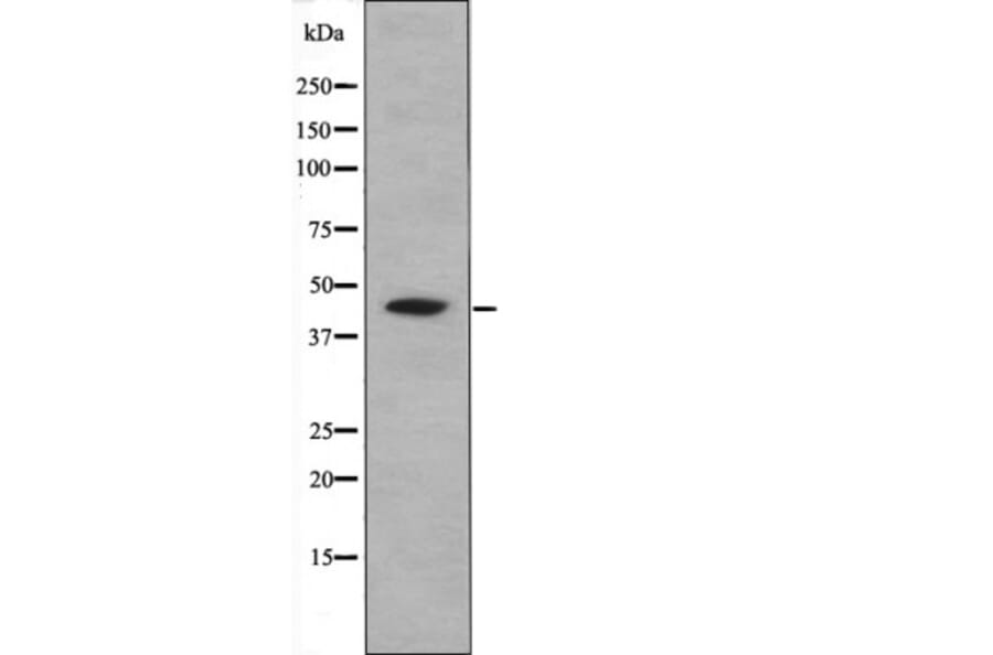 Western blot - CREB (Phospho-Ser111) Antibody from Signalway Antibody (12471) - Antibodies.com