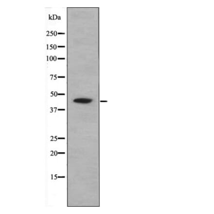 Western blot - CREB (Phospho-Ser111) Antibody from Signalway Antibody (12471) - Antibodies.com
