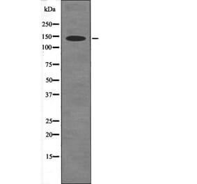 Western blot - eNOS (Phospho-Ser114) Antibody from Signalway Antibody (12472) - Antibodies.com