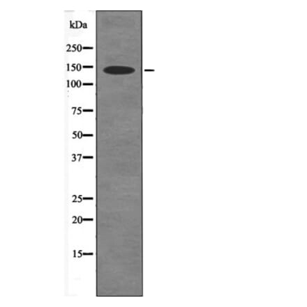 Western blot - eNOS (Phospho-Ser114) Antibody from Signalway Antibody (12472) - Antibodies.com