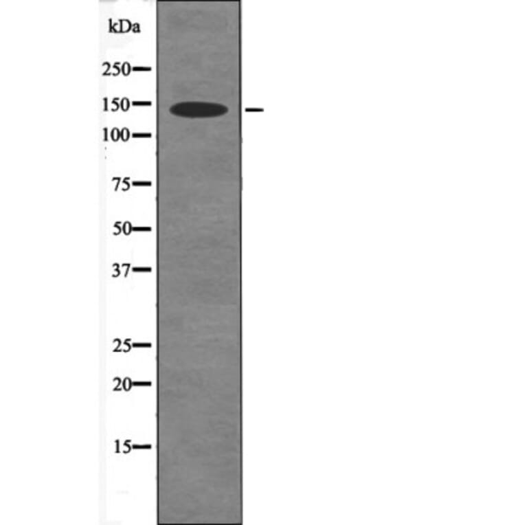 Western blot - eNOS (Phospho-Ser114) Antibody from Signalway Antibody (12472) - Antibodies.com