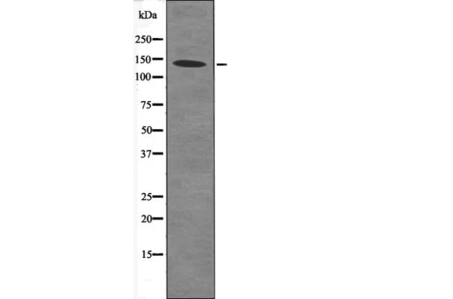 Western blot - eNOS (Phospho-Ser633) Antibody from Signalway Antibody (12473) - Antibodies.com