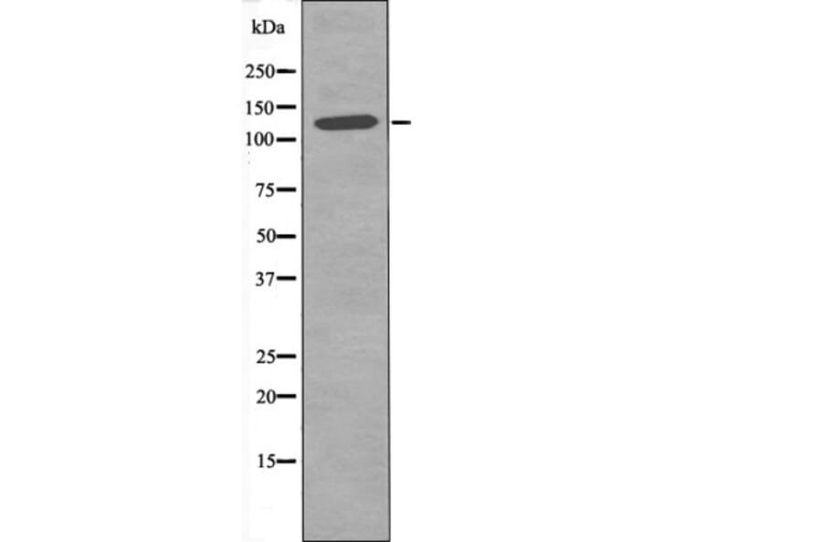 Western blot - JAK2 (Phospho-Tyr119) Antibody from Signalway Antibody (12509) - Antibodies.com