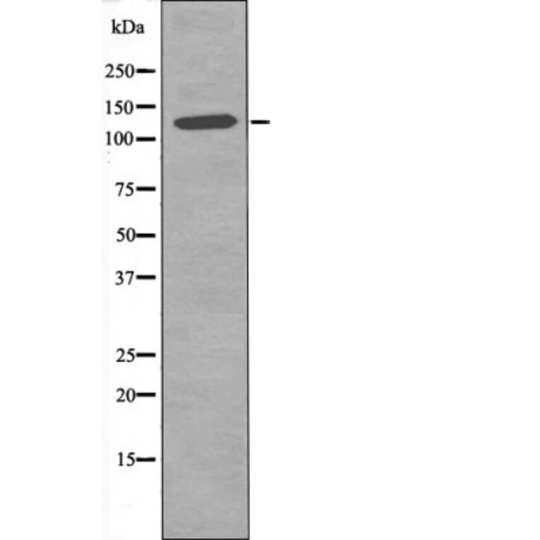 Western blot - JAK2 (Phospho-Tyr119) Antibody from Signalway Antibody (12509) - Antibodies.com