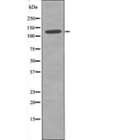 Western blot - JAK2 (Phospho-Tyr119) Antibody from Signalway Antibody (12509) - Antibodies.com