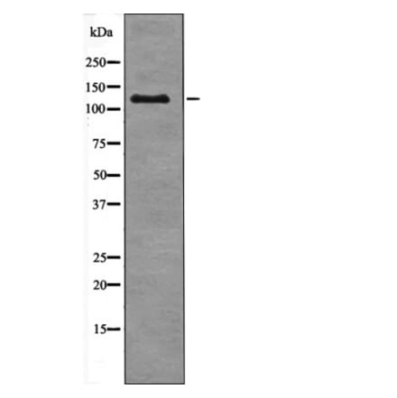 Western blot - JAK3 (Phospho-Tyr904) Antibody from Signalway Antibody (12511) - Antibodies.com