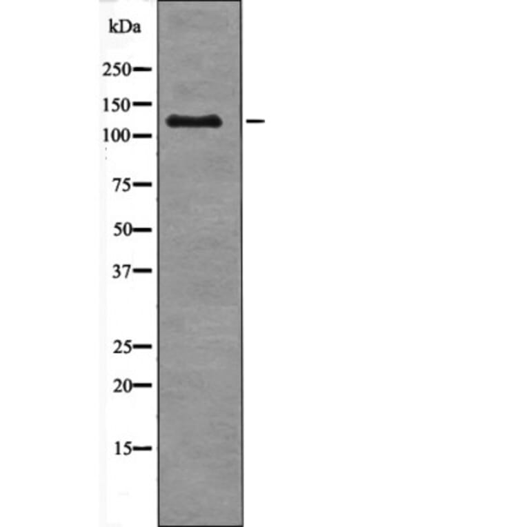 Western blot - JAK3 (Phospho-Tyr904) Antibody from Signalway Antibody (12511) - Antibodies.com