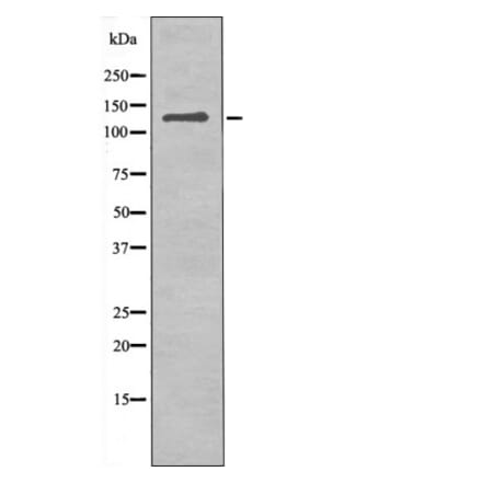 Western blot - JAK3 (Phospho-Tyr981) Antibody from Signalway Antibody (12512) - Antibodies.com