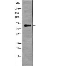Western blot - LKB1 (Phospho-Ser334) Antibody from Signalway Antibody (12515) - Antibodies.com