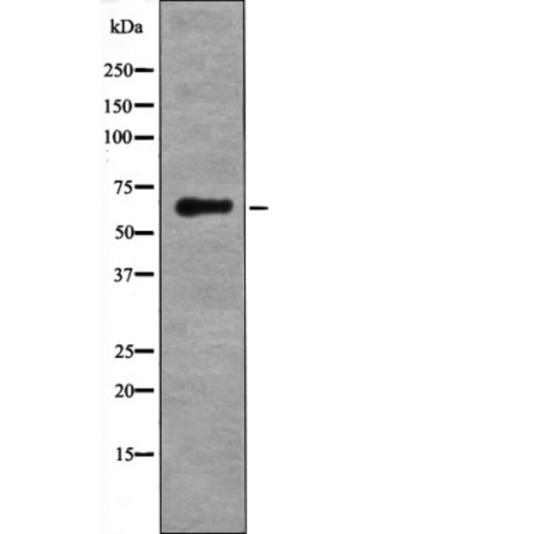 Western blot - LKB1 (Phospho-Ser334) Antibody from Signalway Antibody (12515) - Antibodies.com