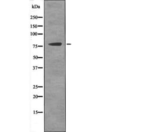 Western blot - MSK2 (Phospho-Ser196) Antibody from Signalway Antibody (12519) - Antibodies.com