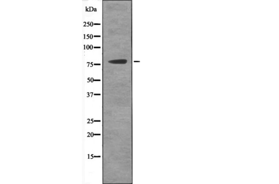 Western blot - MSK2 (Phospho-Ser196) Antibody from Signalway Antibody (12519) - Antibodies.com