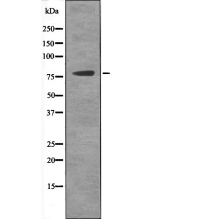 Western blot - MSK2 (Phospho-Ser196) Antibody from Signalway Antibody (12519) - Antibodies.com