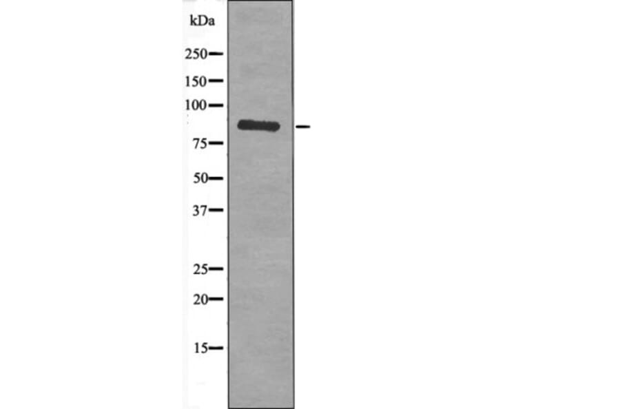 Western blot - PKG2 (Phospho-Ser126) Antibody from Signalway Antibody (12529) - Antibodies.com