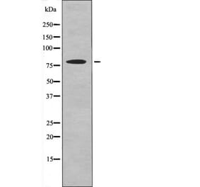 Western blot - RSK3 (Phospho-Ser360) Antibody from Signalway Antibody (12532) - Antibodies.com