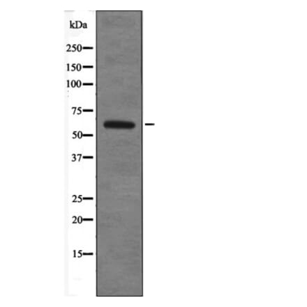 Western blot - TRF2 (Phospho-Thr188) Antibody from Signalway Antibody (12549) - Antibodies.com