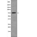 Western blot - GRB2 (Phospho-Tyr614) Antibody from Signalway Antibody (12552) - Antibodies.com