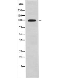 Western blot - DAG1 (Phospho-Tyr892) Antibody from Signalway Antibody (12556) - Antibodies.com