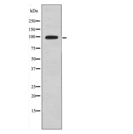 Western blot - DAG1 (Phospho-Tyr892) Antibody from Signalway Antibody (12556) - Antibodies.com
