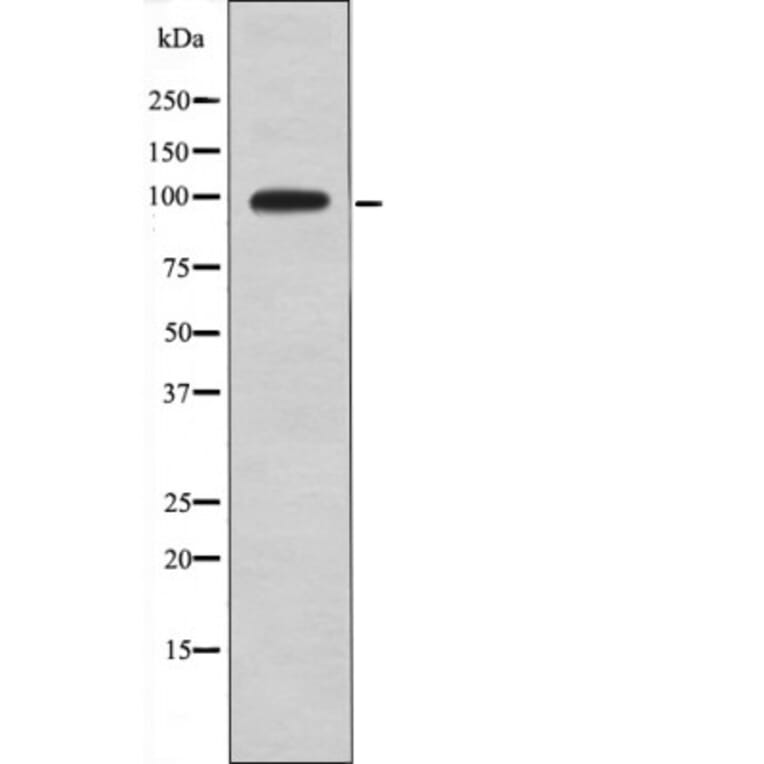 Western blot - DAG1 (Phospho-Tyr892) Antibody from Signalway Antibody (12556) - Antibodies.com