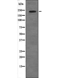 Western blot - 53BP1 (Phospho-Ser29) Antibody from Signalway Antibody (12569) - Antibodies.com