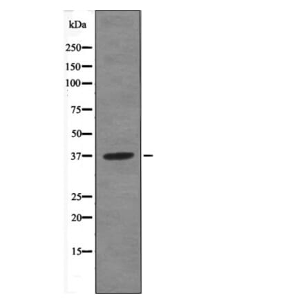 Western blot - ANXA1 (Phospho-Tyr21) Antibody from Signalway Antibody (12572) - Antibodies.com