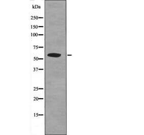Western blot - APLF (Phospho-Ser116) Antibody from Signalway Antibody (12573) - Antibodies.com