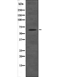 Western blot - BAG3 (Phospho-Tyr457) Antibody from Signalway Antibody (12575) - Antibodies.com