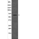 Western blot - BAG3 (Phospho-Tyr457) Antibody from Signalway Antibody (12575) - Antibodies.com