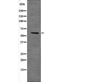 Western blot - BORA (Phospho-Ser497) Antibody from Signalway Antibody (12581) - Antibodies.com