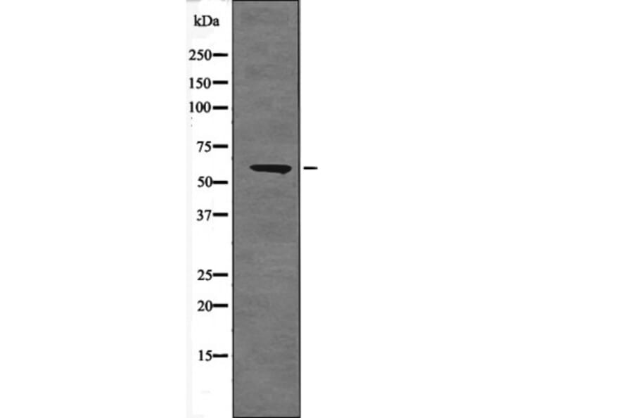 Western blot - BORA (Phospho-Ser497) Antibody from Signalway Antibody (12581) - Antibodies.com