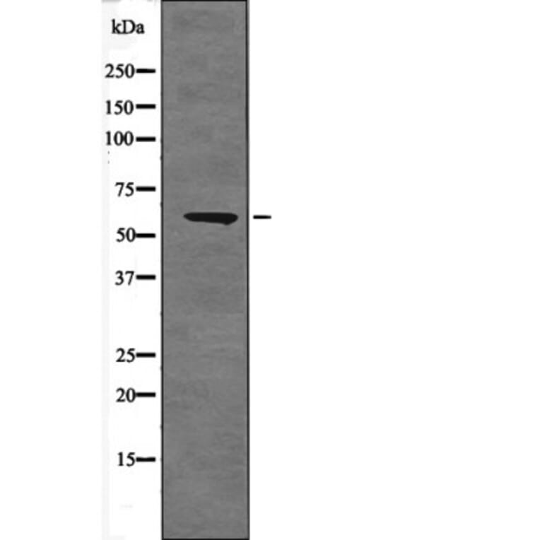 Western blot - BORA (Phospho-Ser497) Antibody from Signalway Antibody (12581) - Antibodies.com