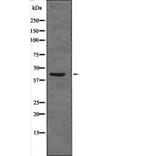 Western blot - CDX2 (Phospho-Ser283) Antibody from Signalway Antibody (12584) - Antibodies.com