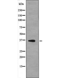 Western blot - MCL1 (Phospho-Thr163) Antibody from Signalway Antibody (12612) - Antibodies.com