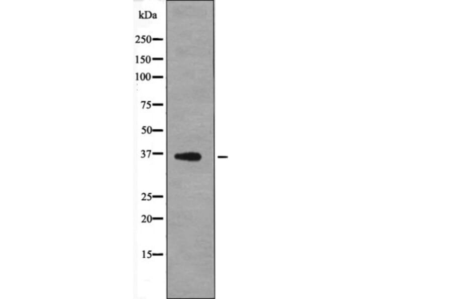 Western blot - MCL1 (Phospho-Thr163) Antibody from Signalway Antibody (12612) - Antibodies.com