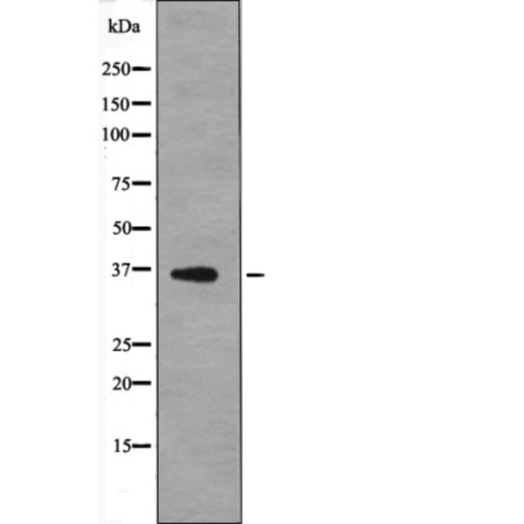 Western blot - MCL1 (Phospho-Thr163) Antibody from Signalway Antibody (12612) - Antibodies.com