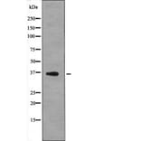 Western blot - MCL1 (Phospho-Thr163) Antibody from Signalway Antibody (12612) - Antibodies.com