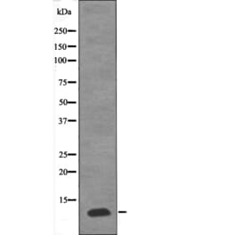 Western blot - PDE6G (Phospho-Thr22) Antibody from Signalway Antibody (12624) - Antibodies.com
