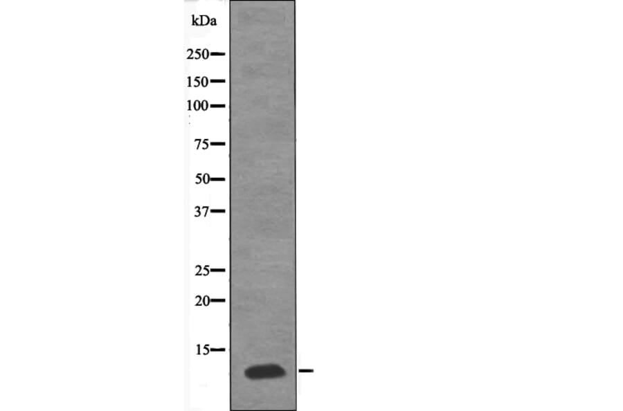 Western blot - PDE6G (Phospho-Thr22) Antibody from Signalway Antibody (12624) - Antibodies.com