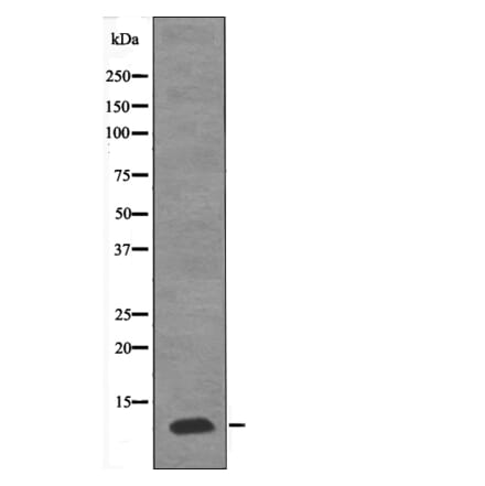 Western blot - PDE6G (Phospho-Thr22) Antibody from Signalway Antibody (12624) - Antibodies.com