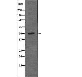 Western blot - PTP1B (Phospho-Tyr66) Antibody from Signalway Antibody (12630) - Antibodies.com