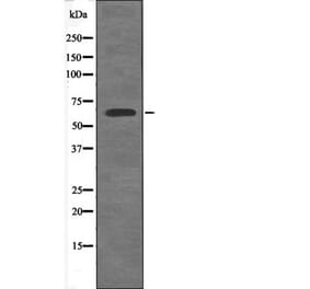 Western blot - Shc3 (Phospho-Tyr424) Antibody from Signalway Antibody (12634) - Antibodies.com