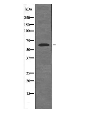 Western blot - Shc3 (Phospho-Tyr424) Antibody from Signalway Antibody (12634) - Antibodies.com