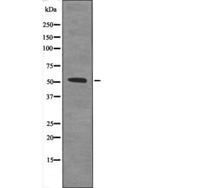 Western blot - TAB1 (Phospho-Ser438) Antibody from Signalway Antibody (12645) - Antibodies.com