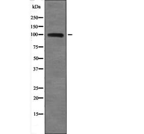 Western blot - TLR3 (Phospho-Tyr759) Antibody from Signalway Antibody (12647) - Antibodies.com