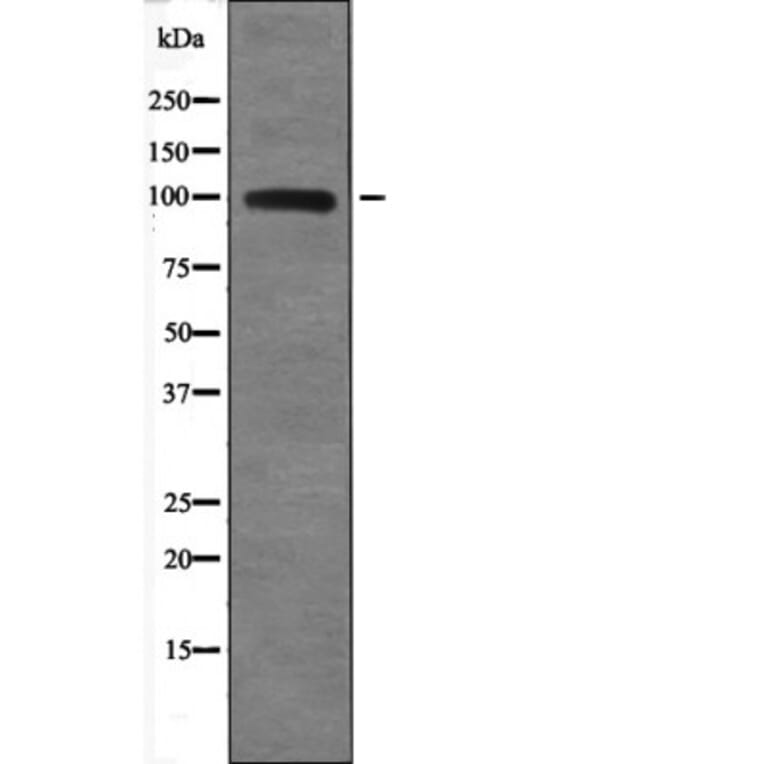 Western blot - TLR3 (Phospho-Tyr759) Antibody from Signalway Antibody (12647) - Antibodies.com